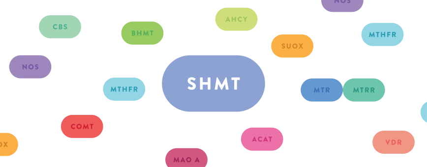SHMT gene illustration
