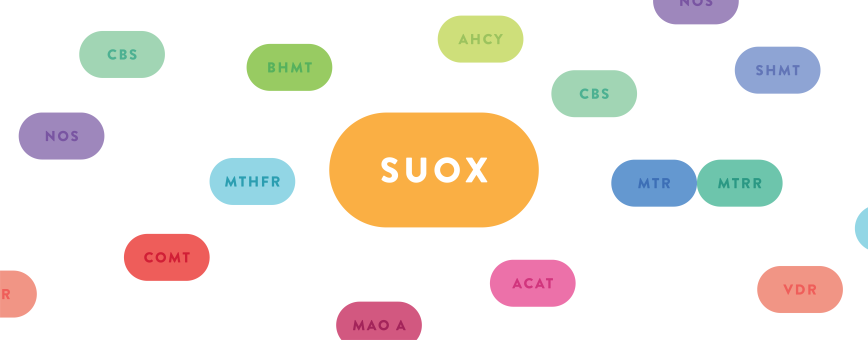 SUOX gene illustration