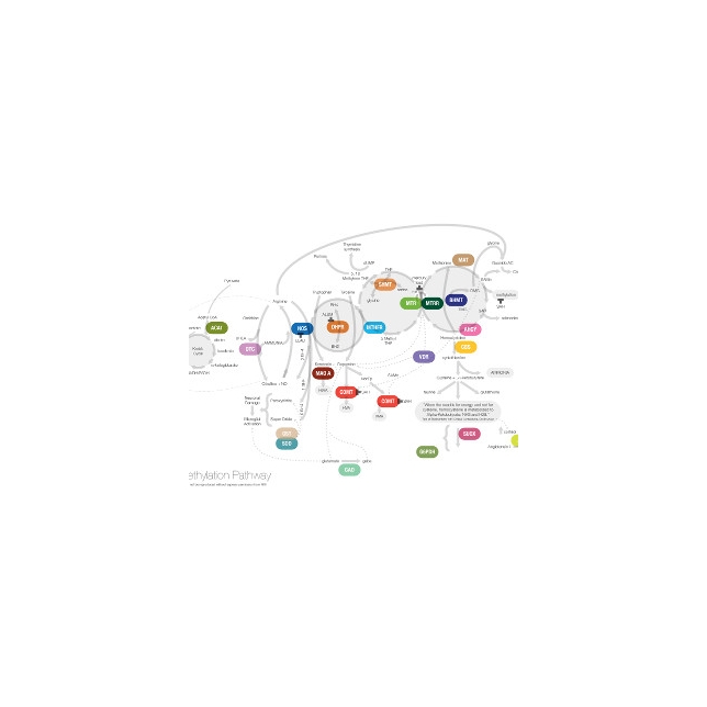 Basic Methylation Cycle Support